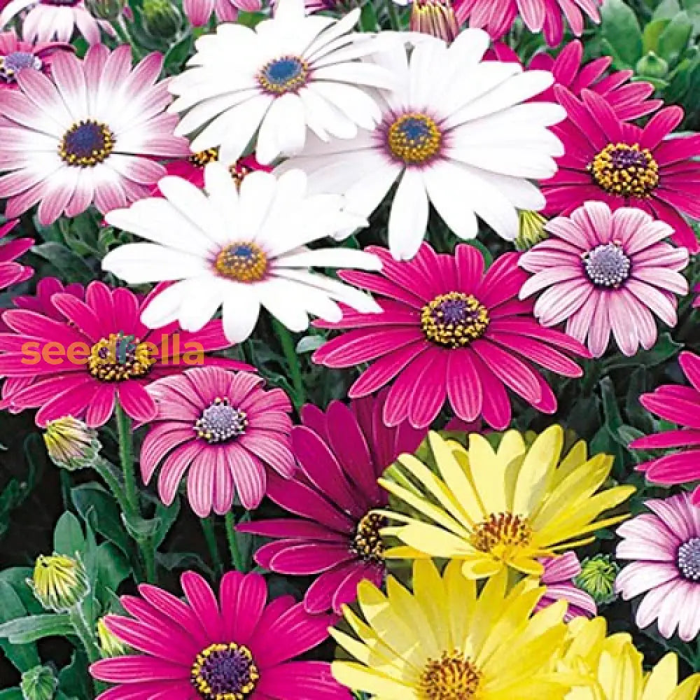 Osteospermum Flower Seeds Mix For Easy Planting