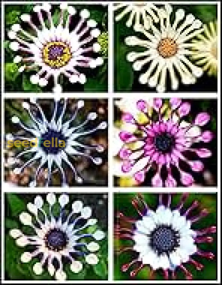 Osteospermum Flower Seeds  Vibrant Multi-Colour Blooms For Easy Planting