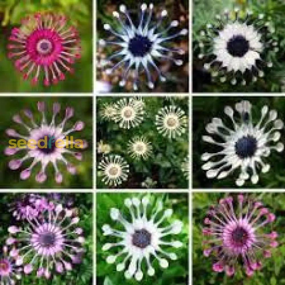 Osteospermum Flower Seeds  Vibrant Multi-Colour Blooms For Easy Planting