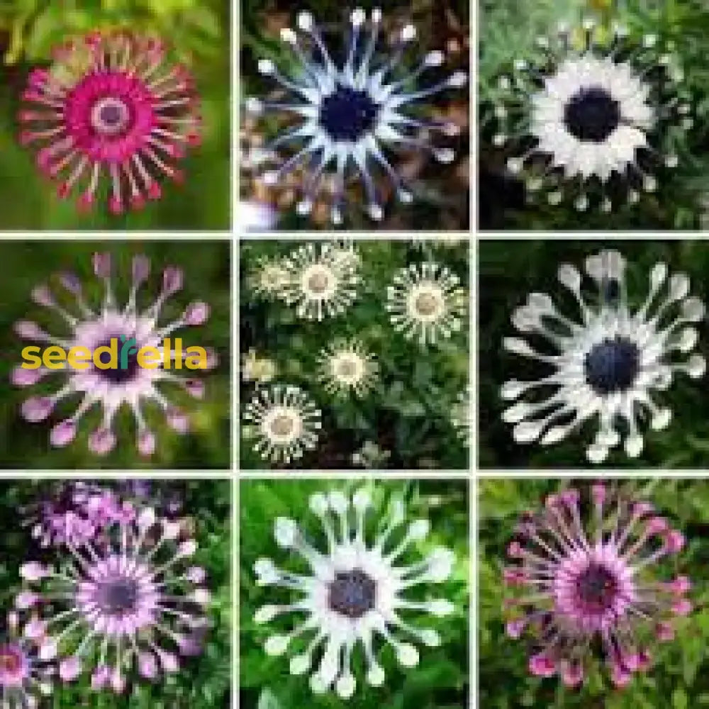 Osteospermum Flower Seeds  Vibrant Multi-Colour Blooms For Easy Planting