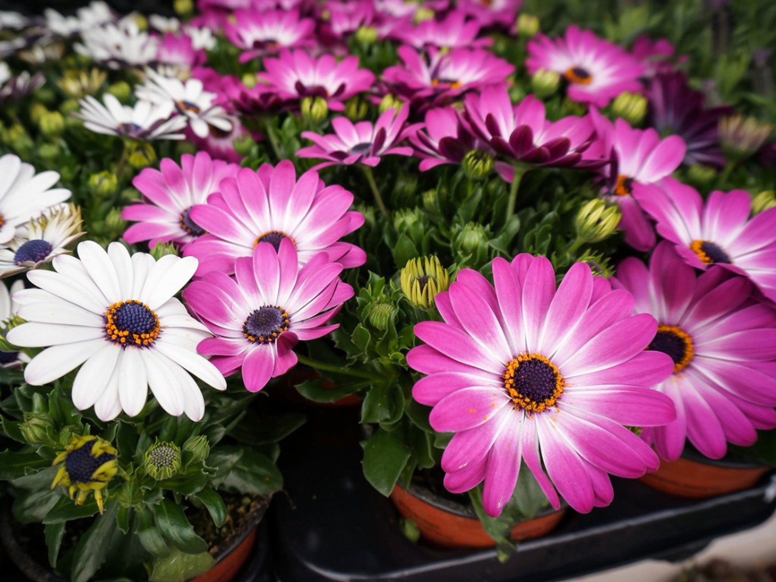  Osteospermum Garden Seeds for Easy Planting and Growth