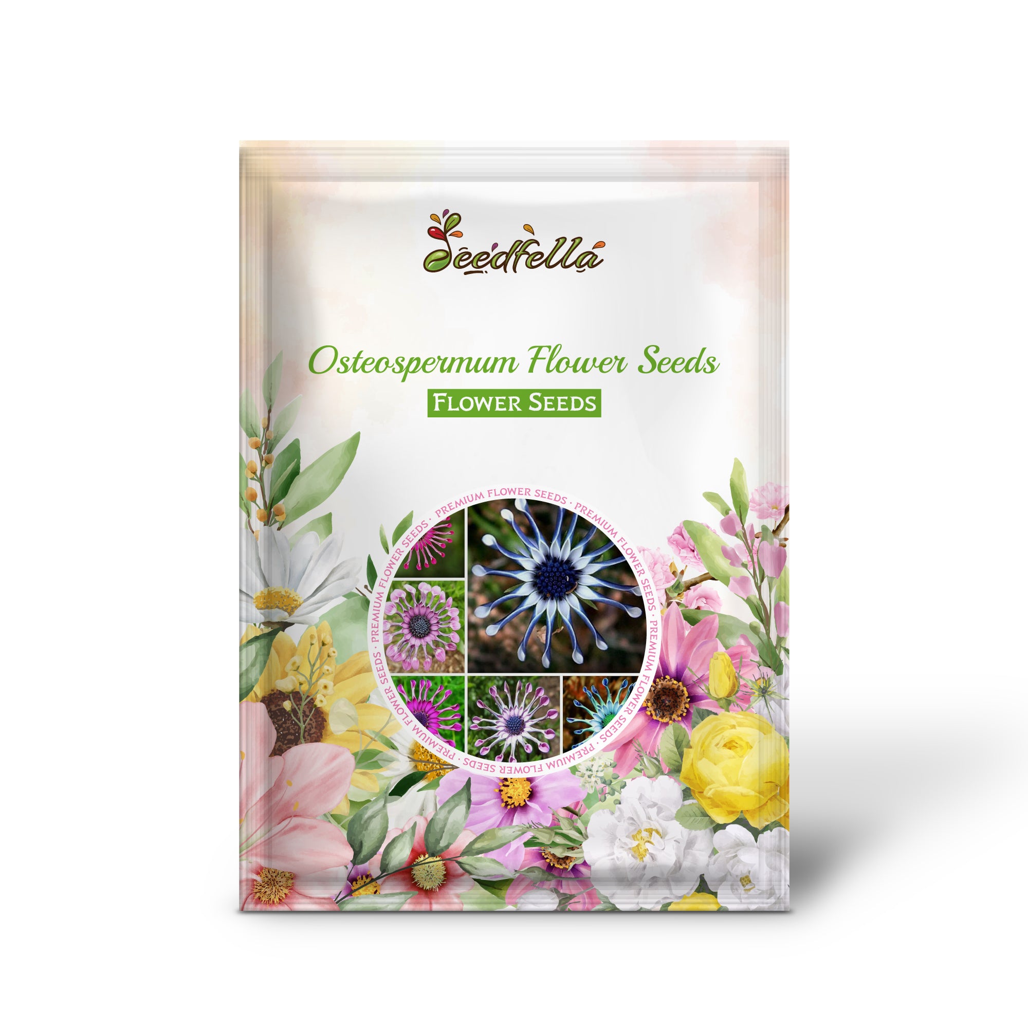 Multi-colour Osteospermum seeds germinating indoors