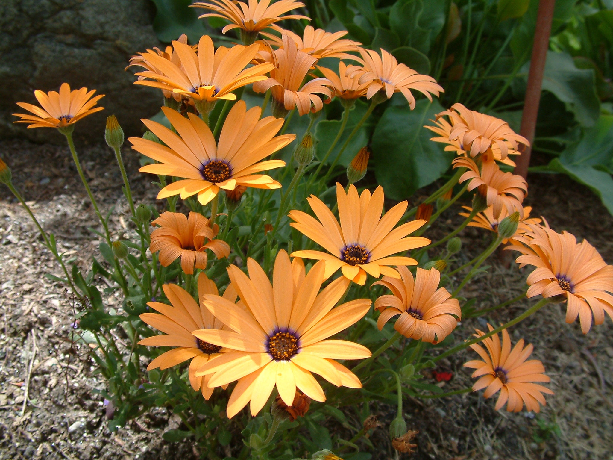 Osteospermum Orange Seeds Planting and Growing Guide