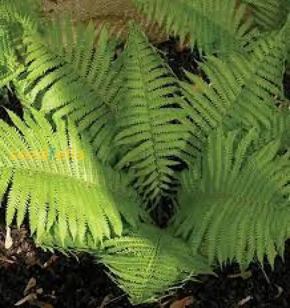 Ostrich Fern Plant Seeds & Planting Kit