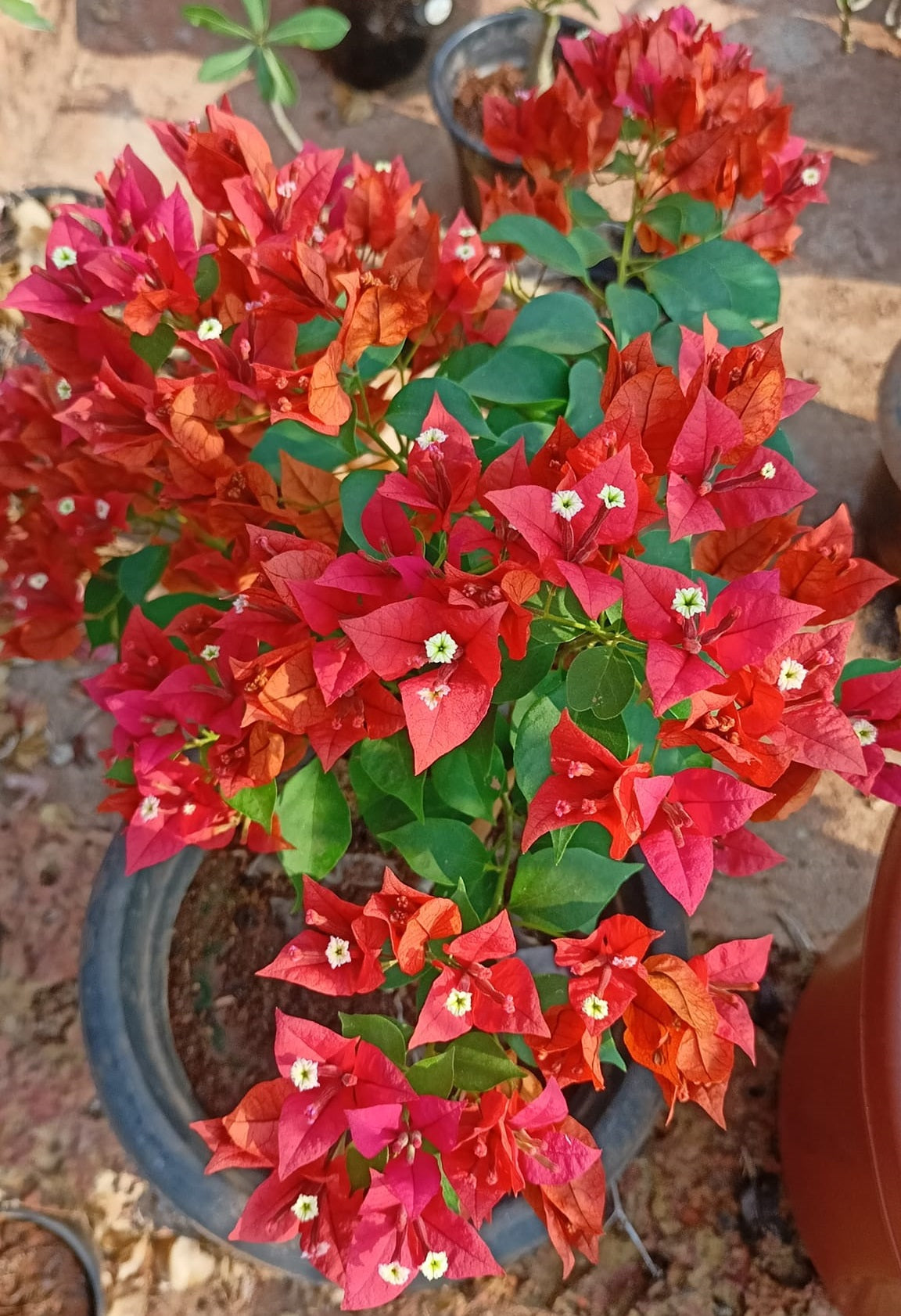 Planting red bougainvillea seeds in planters