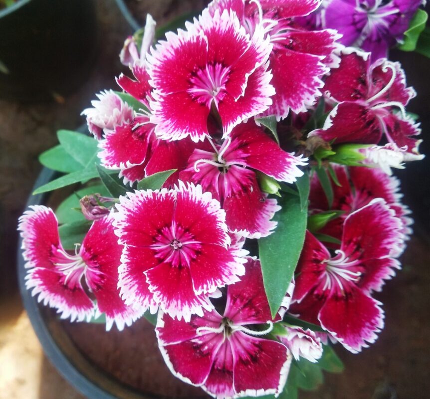 Planting pink dianthus seeds in garden beds