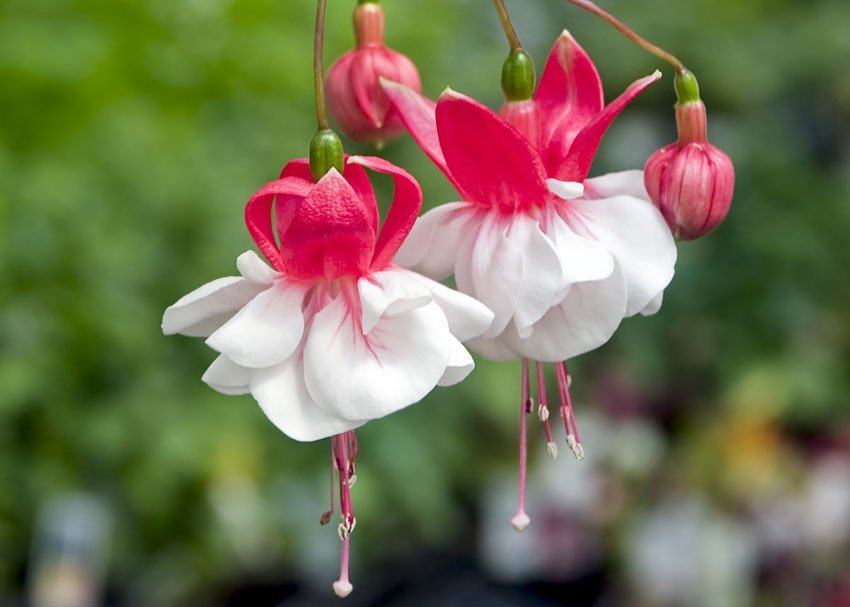 Planting red and white fuchsia seeds in containers