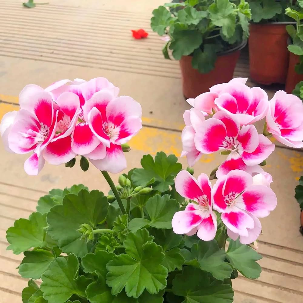 Planting light red geranium seeds in garden beds