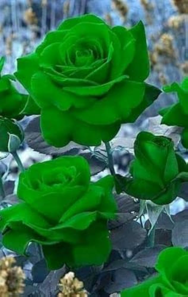 Planting green rose seeds in garden beds