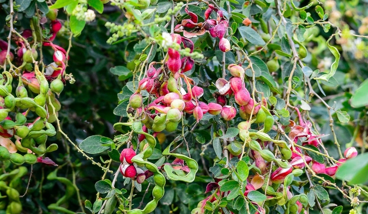 Planting guamuchil seeds in garden soil