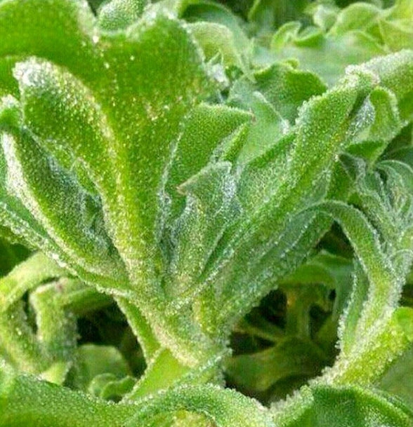 Planting green iceplant seeds in vegetable patch