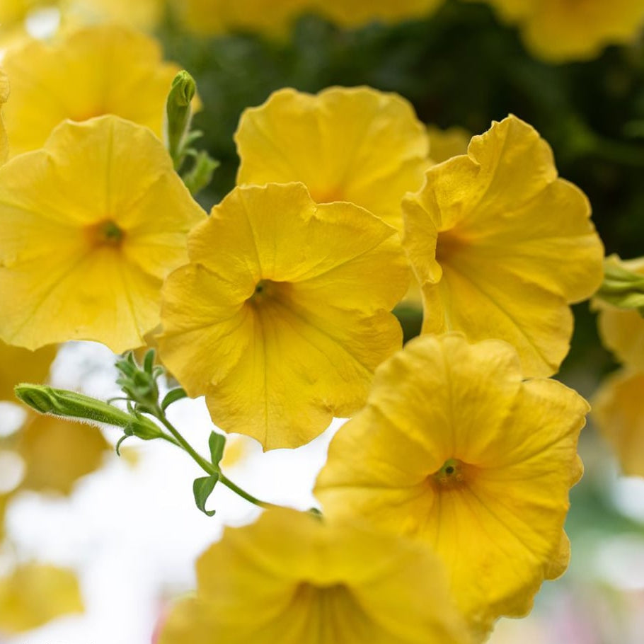 Planting yellow petunia seeds in garden beds
