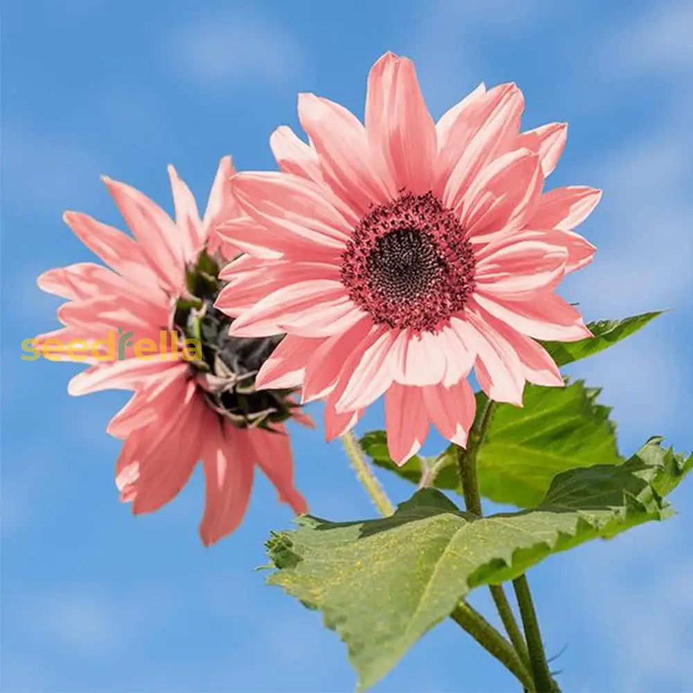 Planting pink sunflower seeds in garden beds