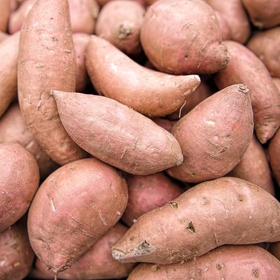 Planting sweet potato seeds in vegetable patch