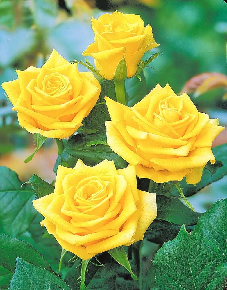 Yellow Clumbing Roses Climbing Rose Seeds – Light Yellow Variety