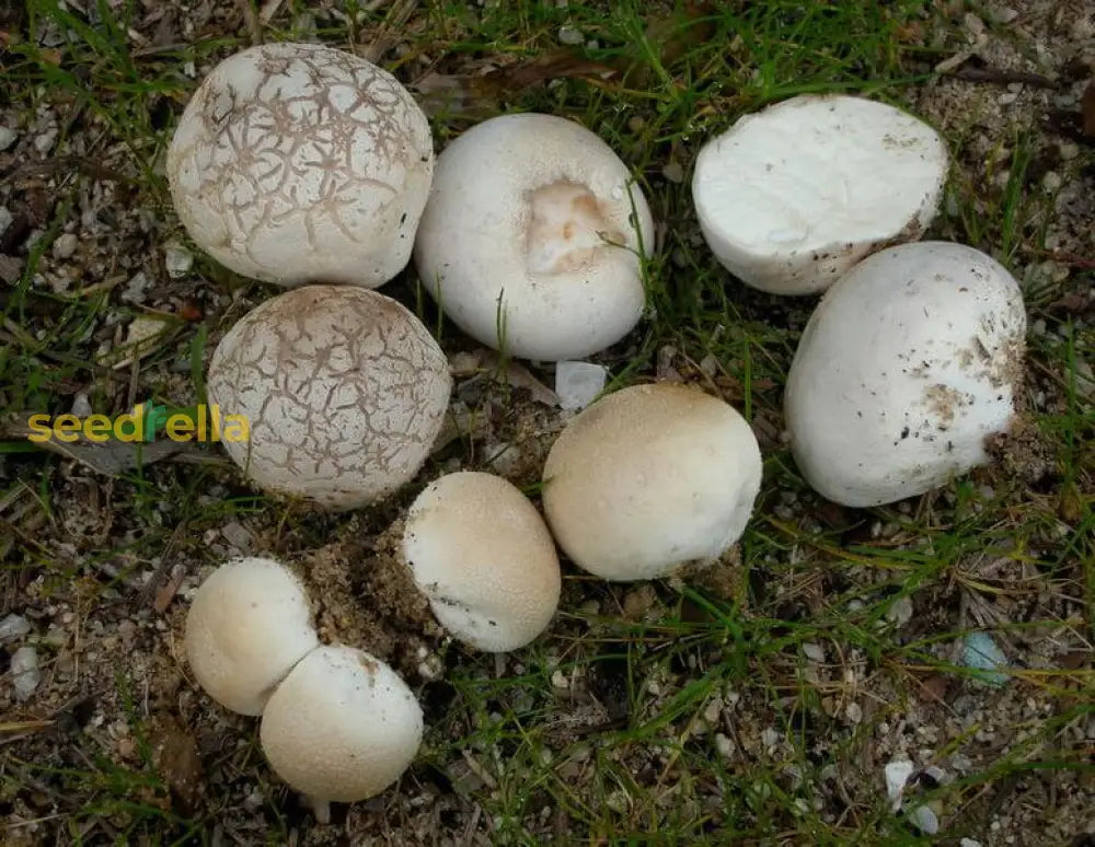Outdoor puffball mushroom cultivation spores