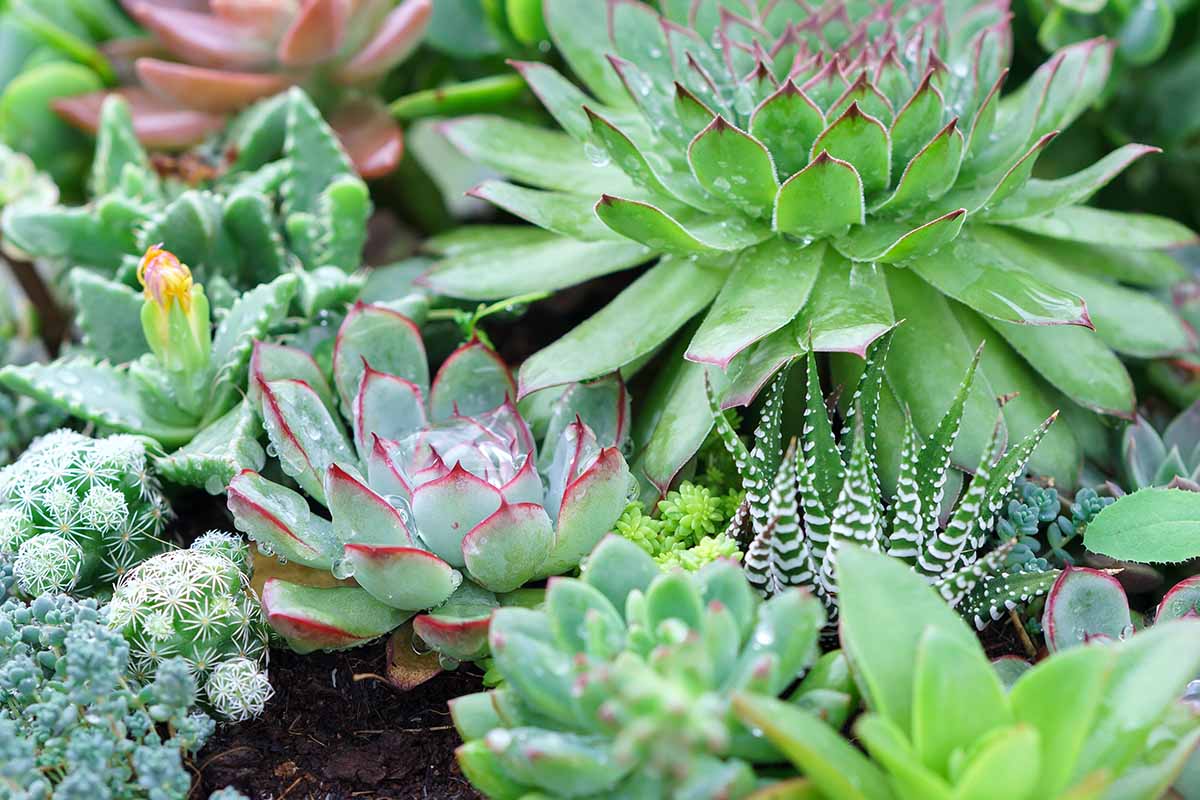 Outdoor Succulent Flower Bed for Garden Decor