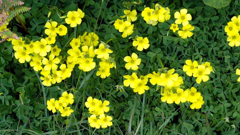 Premium Non-GMO Yellow Oxalis Laciniata Seeds