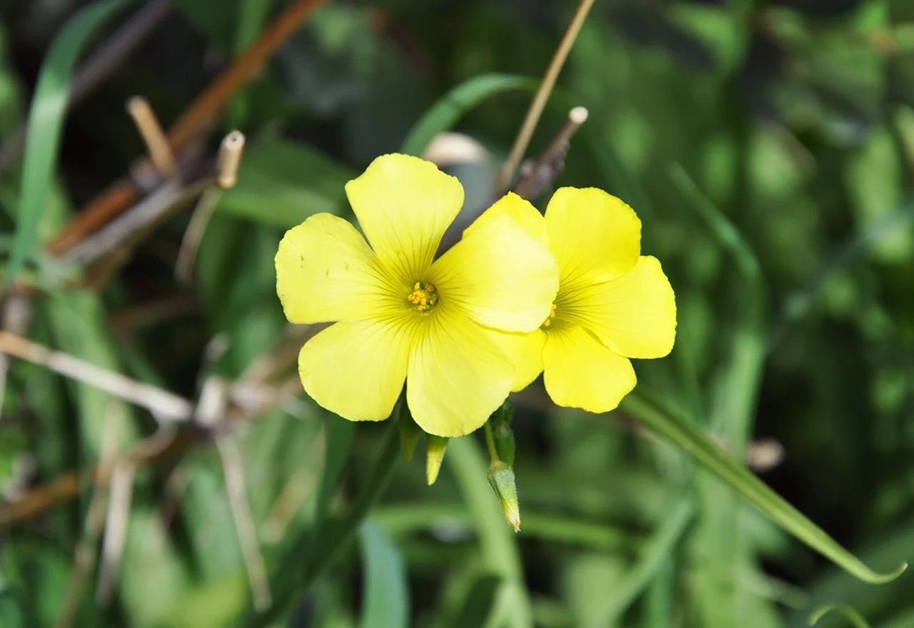 Yellow Oxalis Laciniata Flowers in Rock Garden