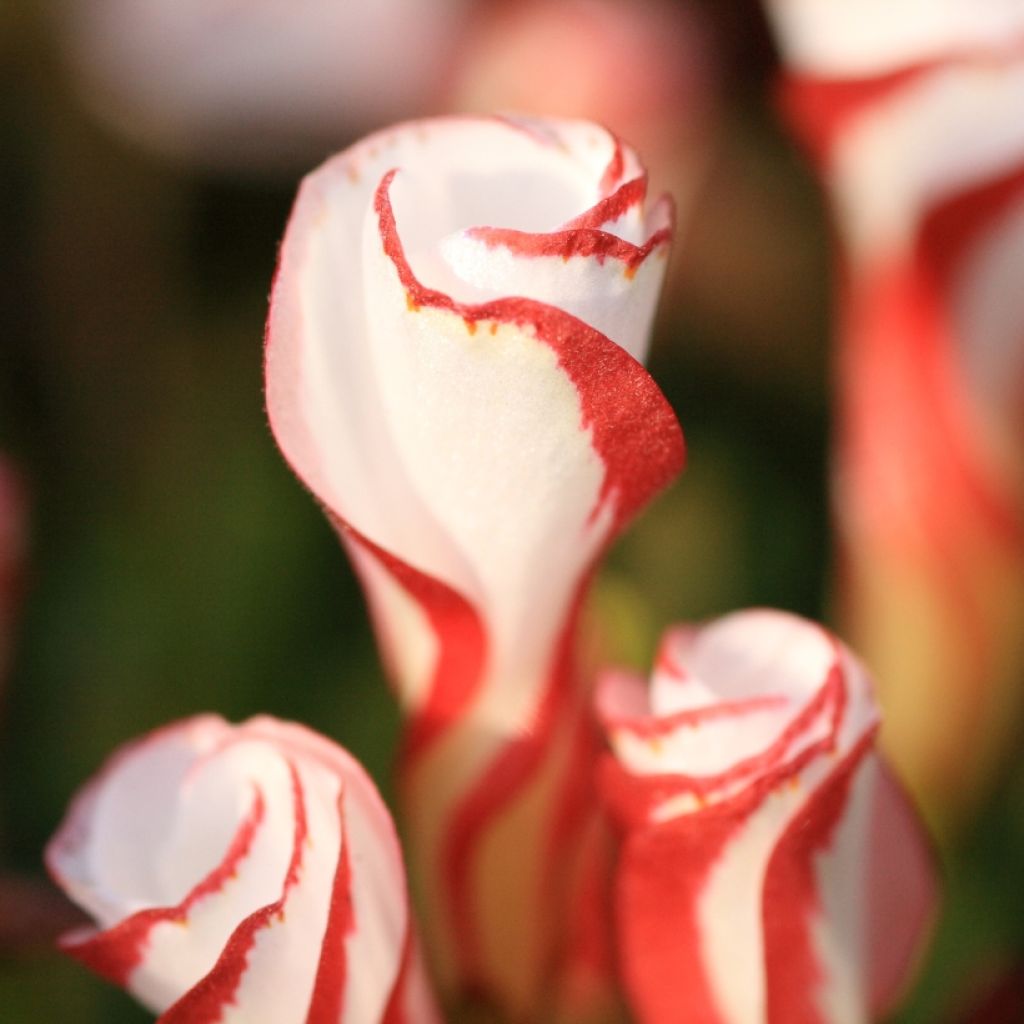 Potted White Red Oxalis plant with clover-like leaves