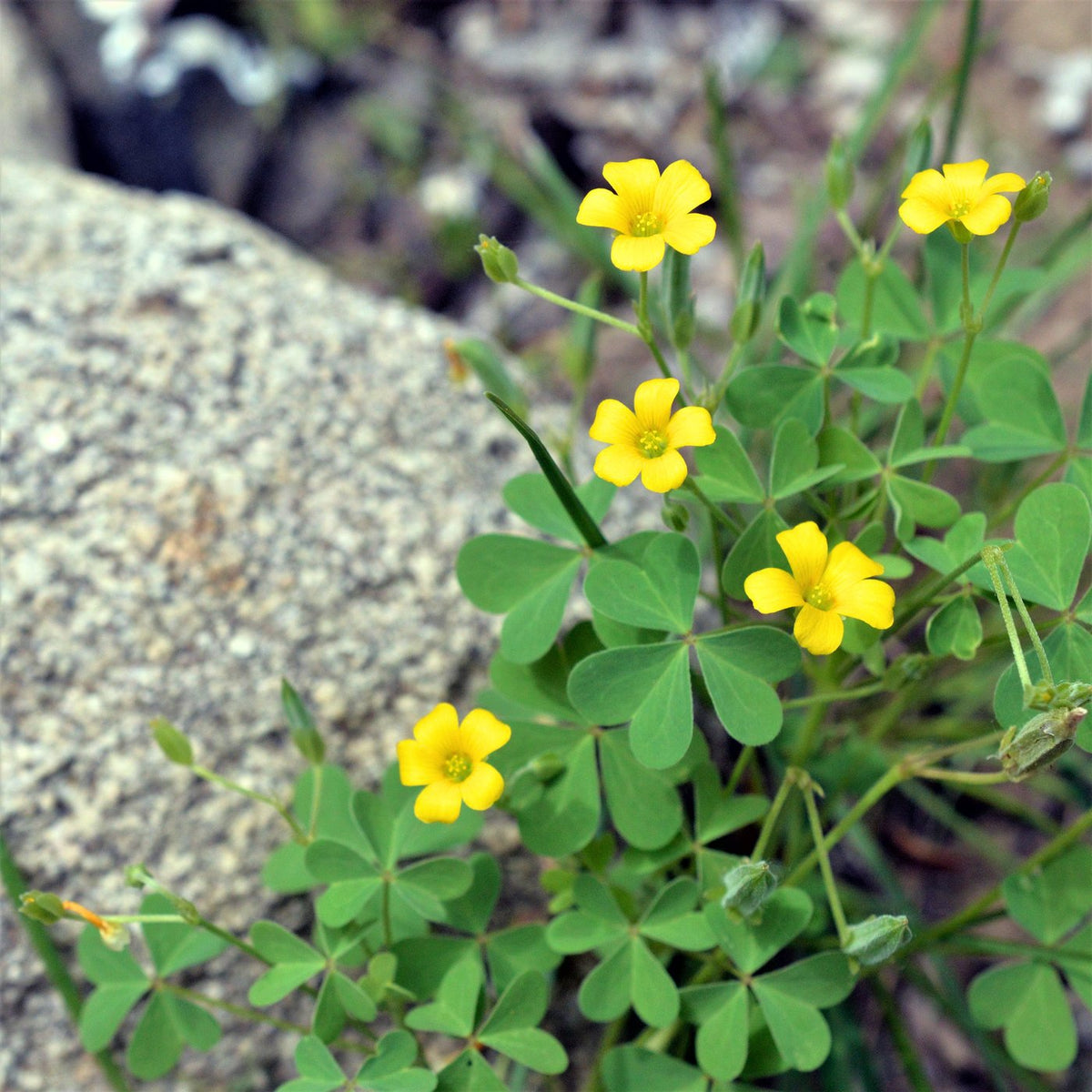 African (African Oxalis) seeds for planting in home garden