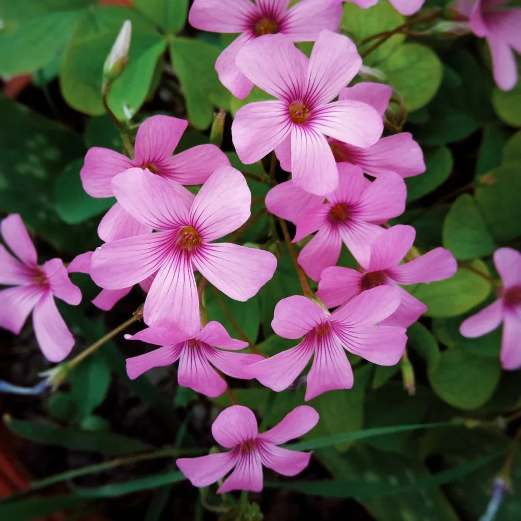 Oxalis (Oxalis Flower) seeds for planting in home garden