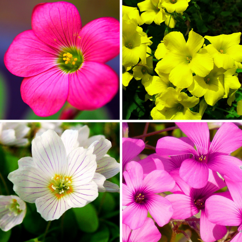 Oxalis Flower seeds for Planting Long Bloom Season Heirloom & GMO Free Seeds for Home Garden 
 
 Sale seeds for home garden planting