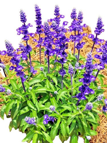 Cut Oxford Blue Sage Salvia viridis Flowers for Arrangements