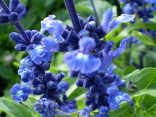 Oxford Blue Sage Seeds Salvia viridis Clary Painted Horminum Blue-Purple Flowers