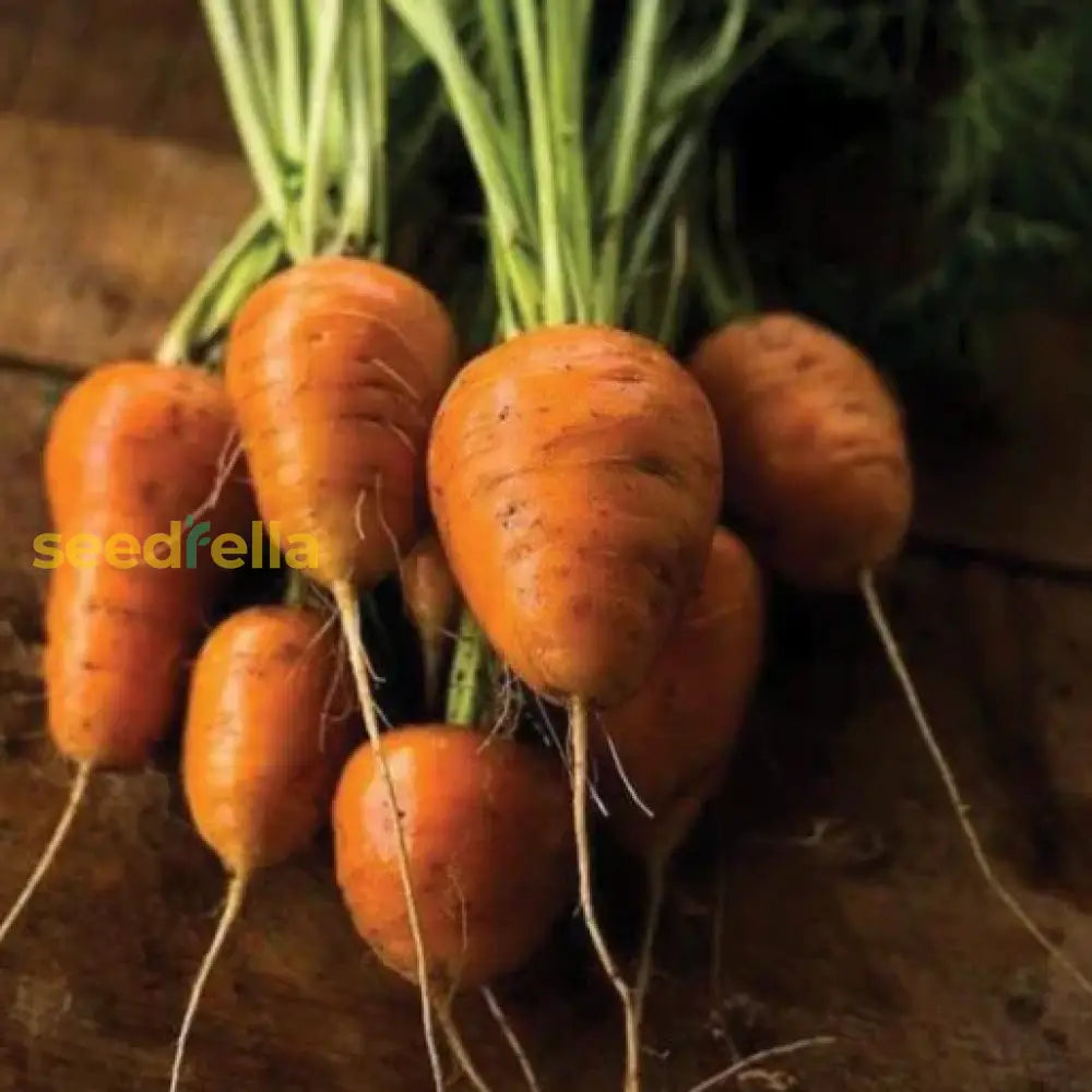 Oxheart Carrot seeds Daucus carota ornamental root plant