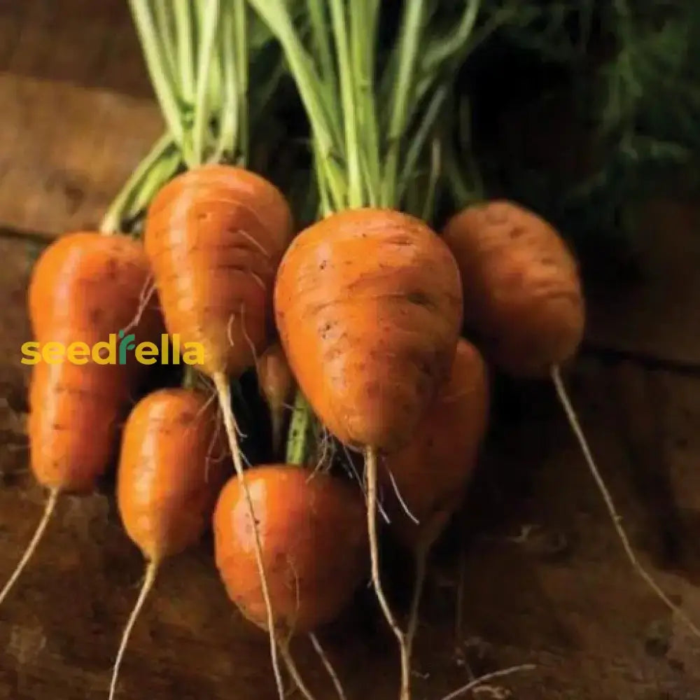 Oxheart Carrot Seeds For Vegetable Planting Seeds