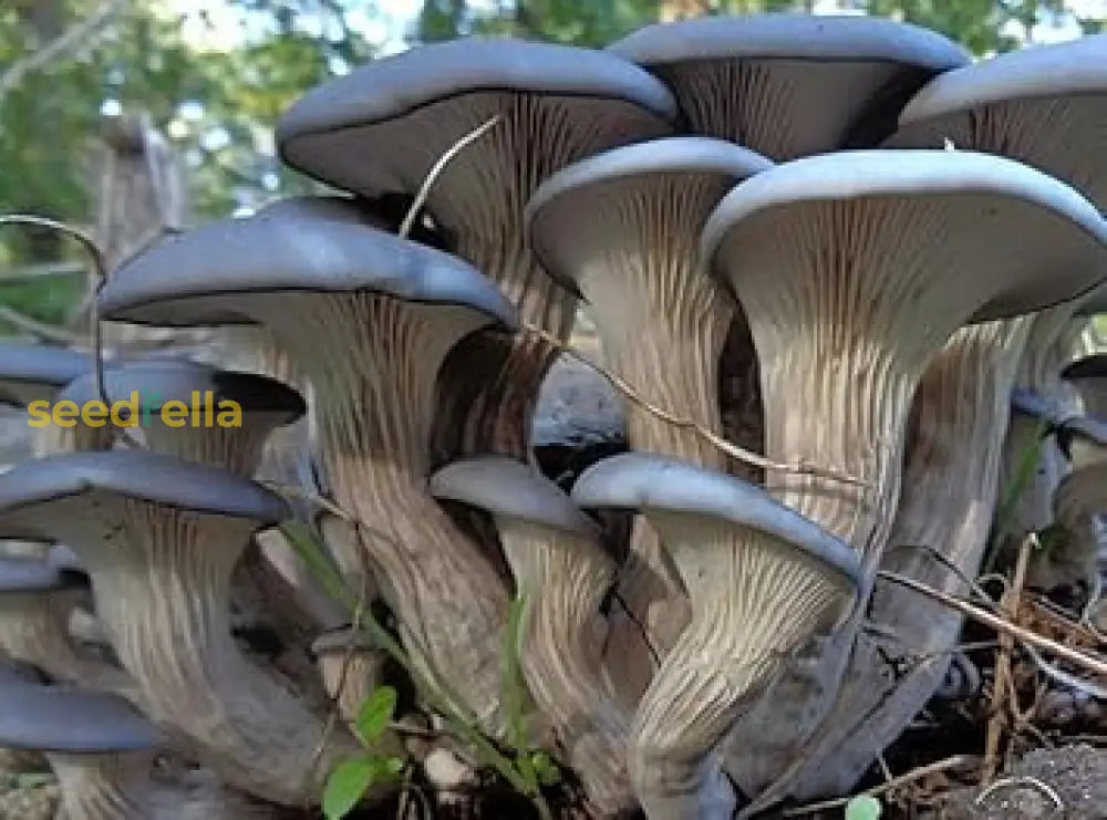 Oyster Mushroom Seeds For Easy Planting Vegetable Seeds