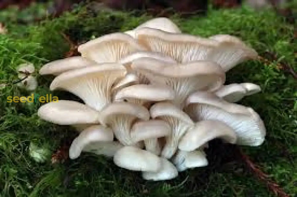 Oyster Mushroom Seeds For Easy Planting Vegetable Seeds