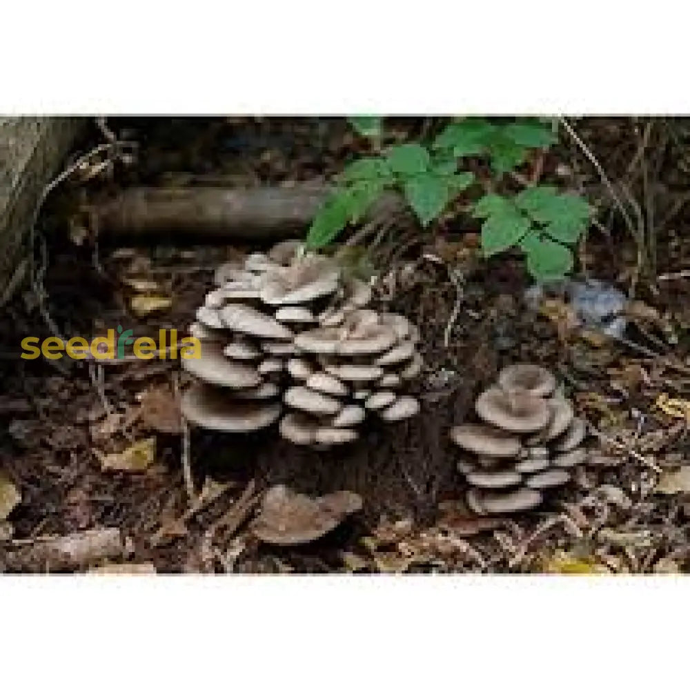 Oyster Mushroom seeds growing guide