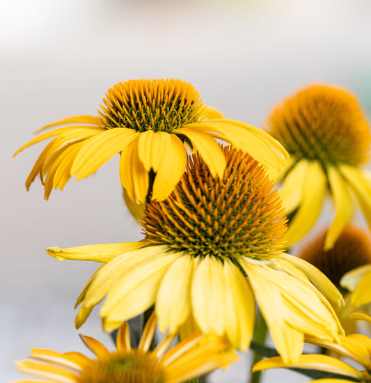 Ozark Gold Coneflower plant with bright yellow petals