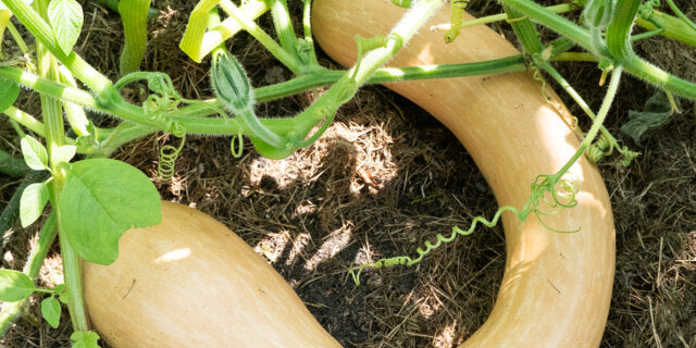 Tromba Albenga Squash seeds for long squash