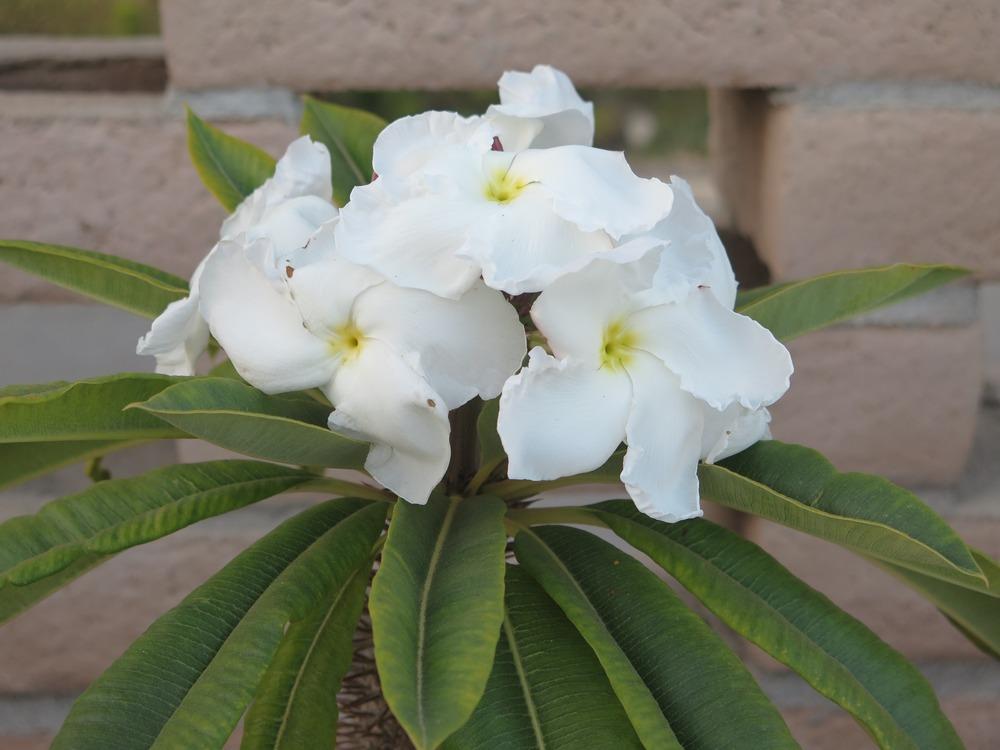 Pachypodium Lamerei growing in decorative pot