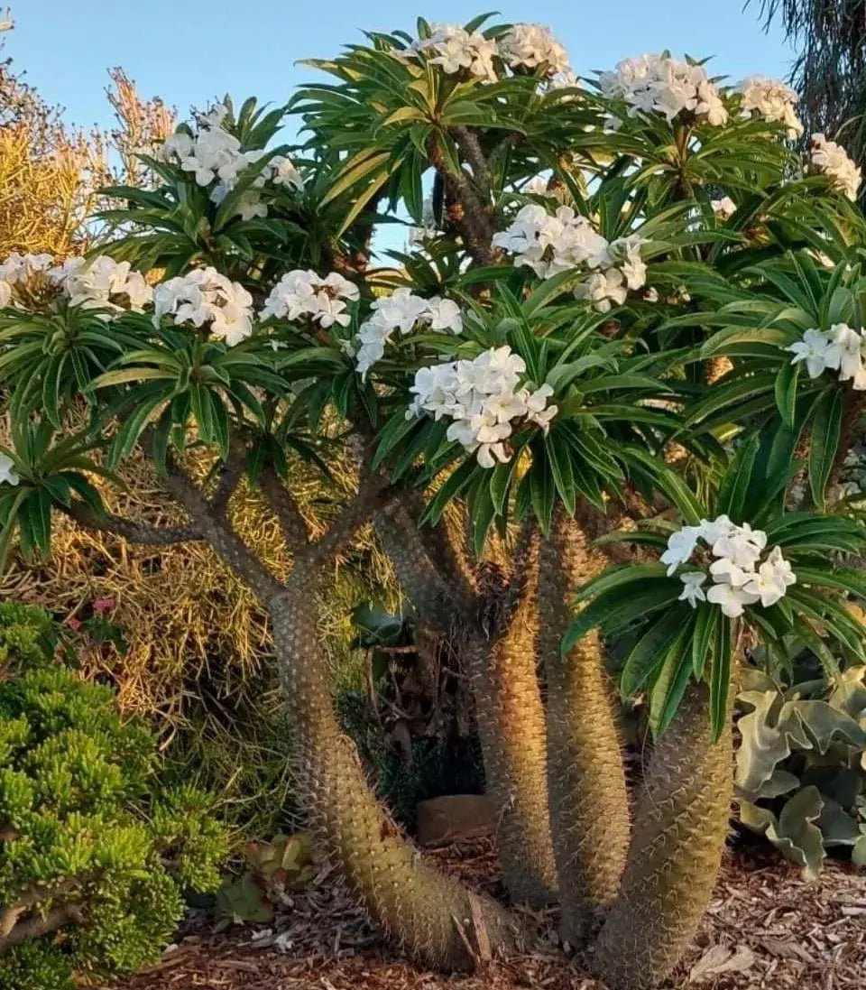 Pachypodium Lamerei plant with spiny trunk and leaves