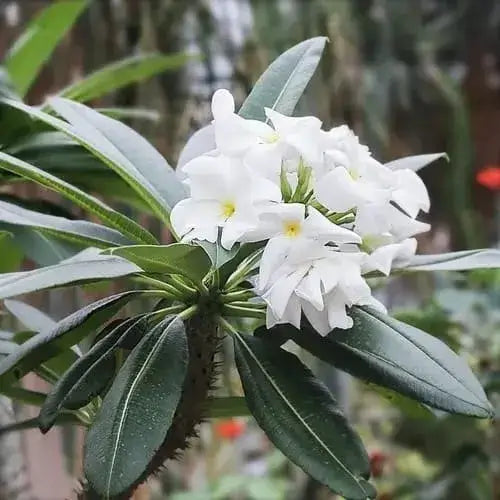 Pachypodium Lamerei Seeds for Planting