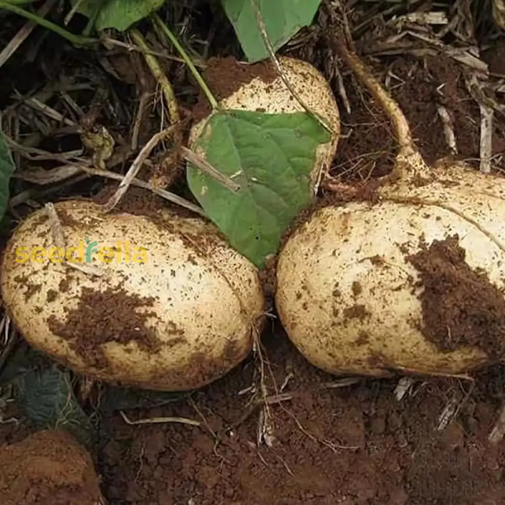 Pachyrhizus seeds Jicama heirloom variety for home planting