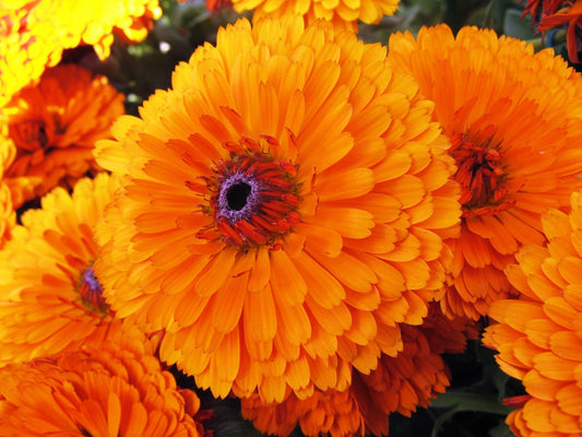 Pacific Beauty Orange Marigold Seeds – Non-GMO Calendula officinalis Variety