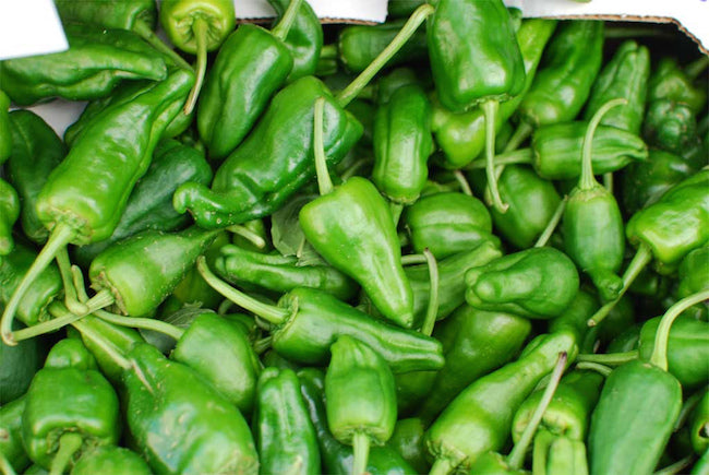 Vigorous Padron Pepper plant grown from seeds