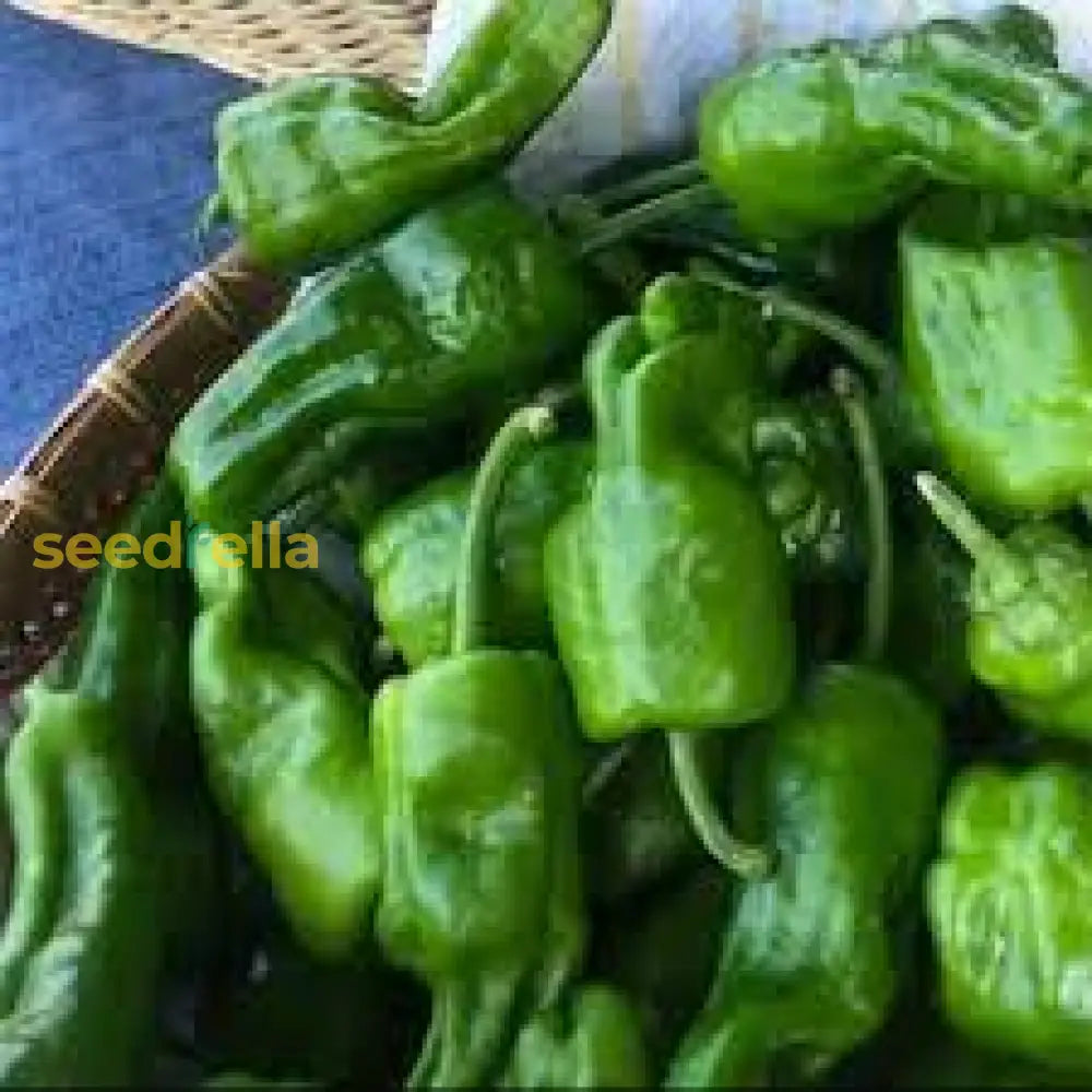 Padron Pepper Seeds For Planting - Grow Your Own Delicious Peppers