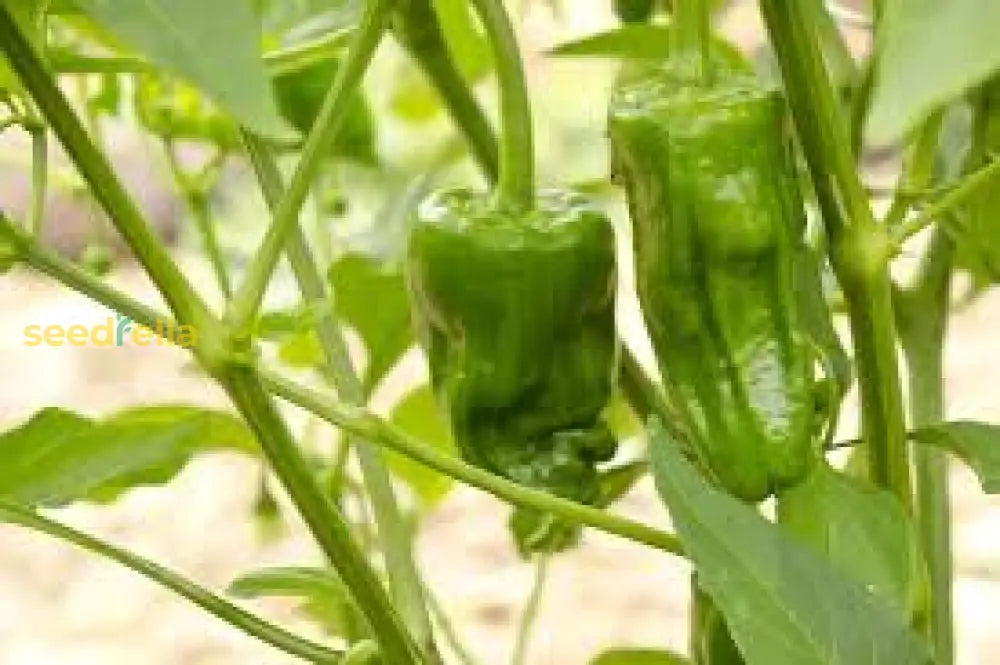 Padron Pepper Seeds For Planting - Grow Your Own Delicious Peppers