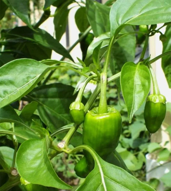 Padron Pepper seeds for planting in home gardens
