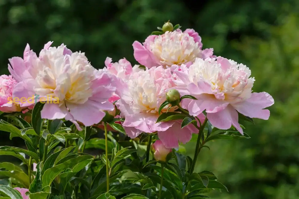 Paeonia Suffruticosa Flower Seeds Planting Guide