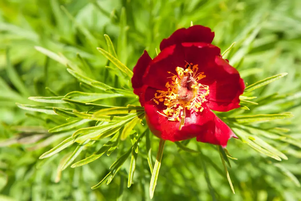 Paeonia Tenuifolia Red Peony Seeds for Planting – Non-GMO Premium Flower Seeds