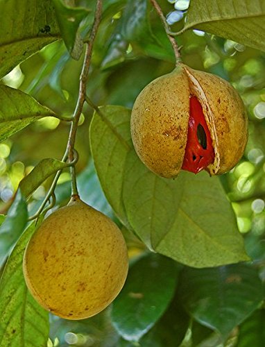 Pala Seeds – Myristica fragrans Nutmeg Mace Spice Tree