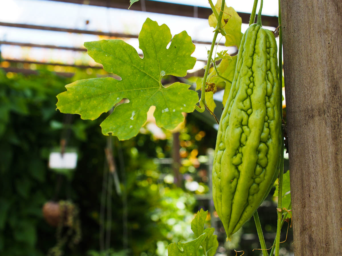 Pale green bittergourd growing on vine from planting seeds