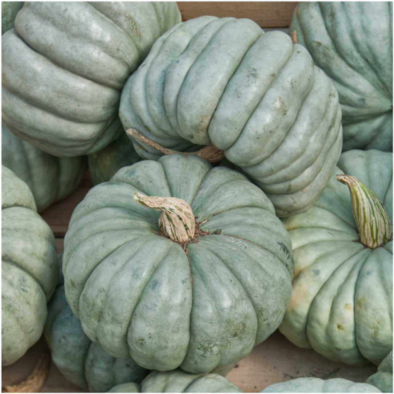 Pale ivory Jarrahdale pumpkin growing guide